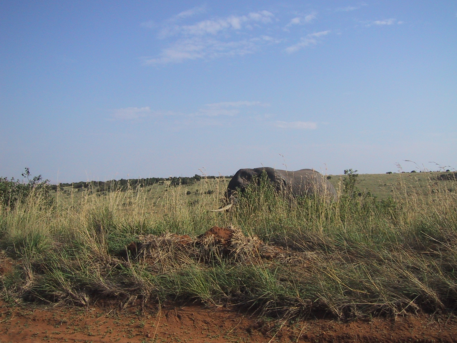 Elephant