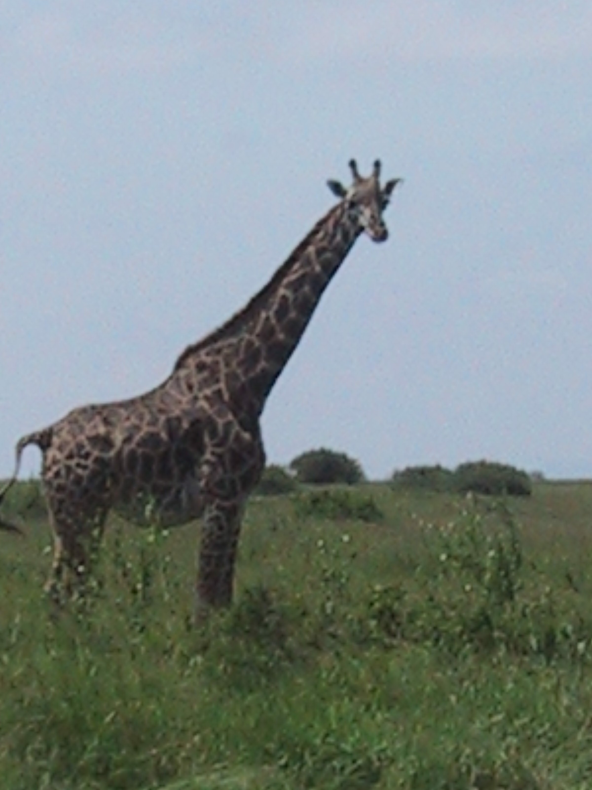 Giraffe