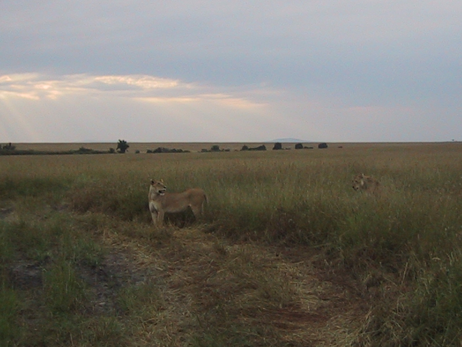 Lionesses