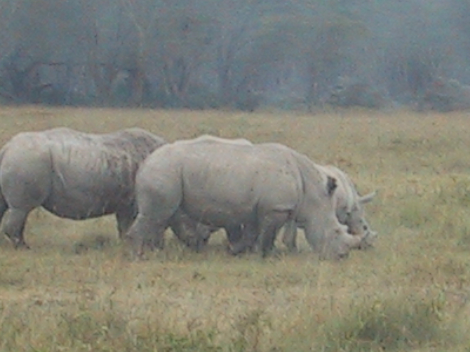 Rhino