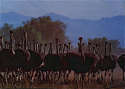 ostrich.JPG (37801 bytes)
