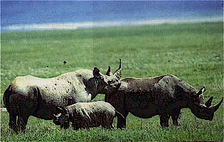 rhino.JPG (28825 bytes)