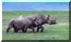 LFXRhino.jpg (19511 bytes)