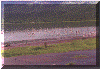 flamingos.gif (42803 bytes)